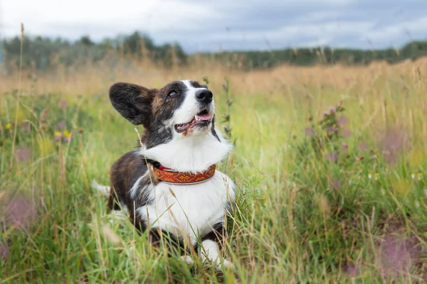 Jovem corgi cardigan galês em um belo colar senta-se na grama em flores — Fotografia de Stock