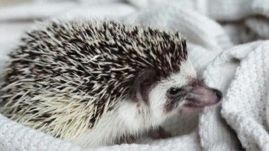 Beyaz arka planda duran sevimli Afrikalı beyaz karınlı kirpi..