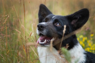 Genç siyah ve beyaz Galler Corgi hırkası Çiçeklerdeki çimlerin üzerinde