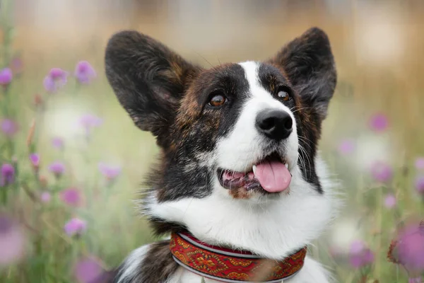 Jovem corgi cardigan galês em um belo colar senta-se na grama em flores — Fotografia de Stock