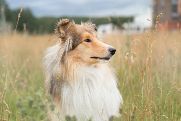 Retrato de cão pastor collie no campo de outono close-up — Fotografia de Stock