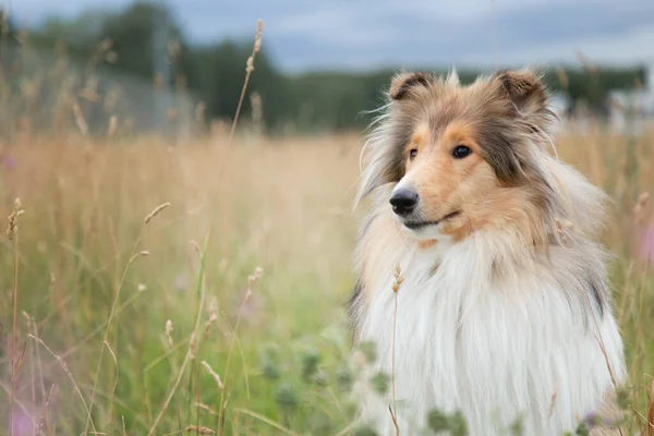 Retrato de cão pastor collie no campo de outono close-up — Fotografia de Stock
