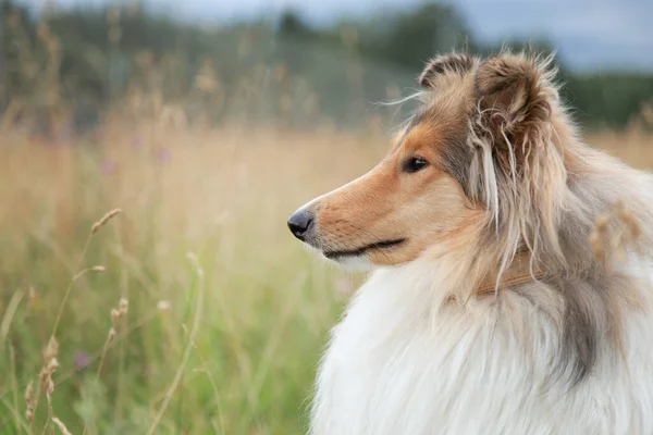 Retrato de cão pastor collie no campo de outono close-up — Fotografia de Stock