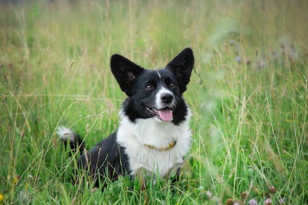 Fiatal fekete-fehér walesi corgi kardigán a fűben a virágok — Stock Fotó