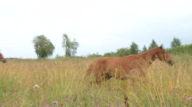 Koşan Vahşi Atlar. Sonbahar tarlasında koşan at sürüsü.