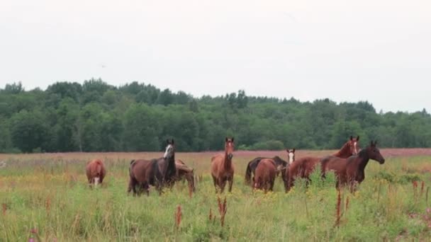 野生の馬が走る。秋の野原を走る馬の群れ. — ストック動画