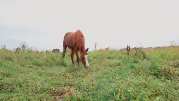 秋の畑で一頭の赤い馬が草を食べ — ストック動画