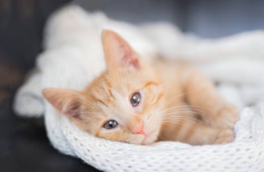 Kızıl bir kedi yumuşak, rahat bir yatakta örülmüş beyaz bir battaniyeyle uyur. yumuşak odak