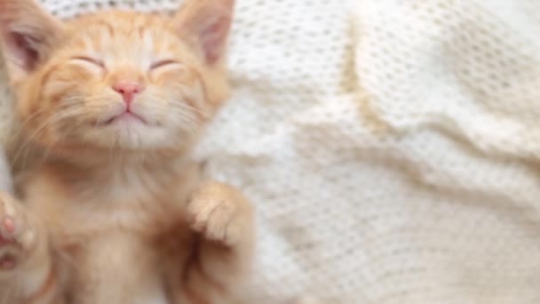 귀여운 새끼붉은 고양이 새끼는 흰 천으로 덮은 담요 위에서 잔다 — 비디오