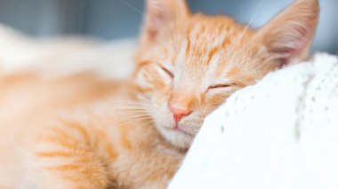 Şirin kırmızı kedi yavrusu örgü örülmüş beyaz battaniyenin üzerinde uyuyor. Pankart