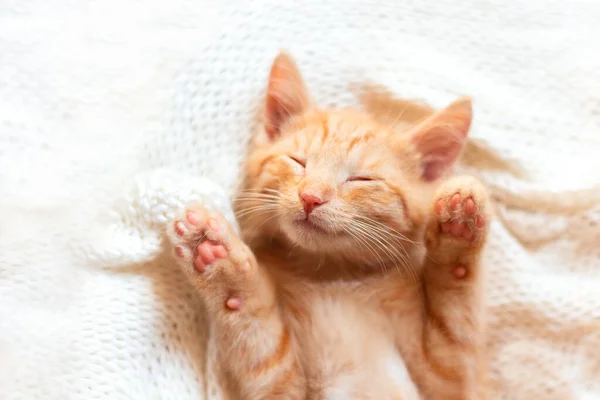 Милий маленький червоний кошеня спить на в'язаній білій ковдрі — стокове фото