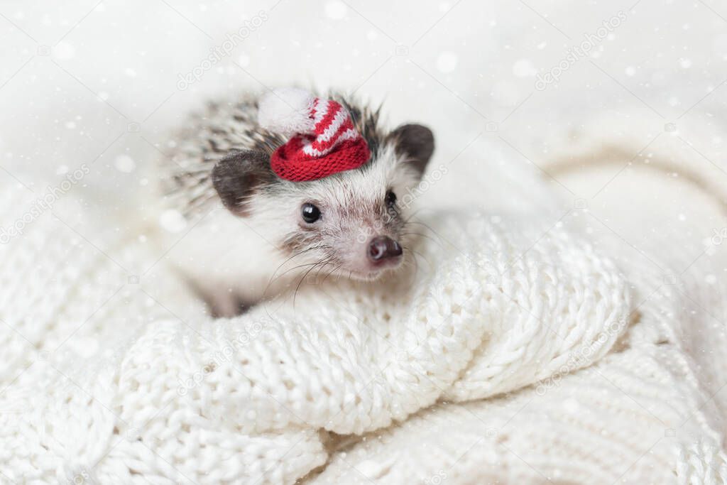 cute decorative hedgehog with a red santa hat lies on a white knitted blanket with bright snowflake. cute christmas animals. new year card