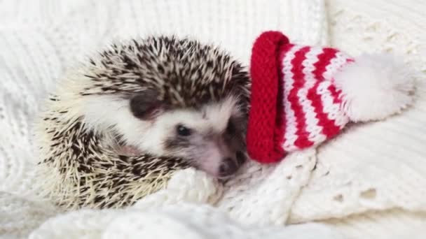 Niedlicher Deko-Igel mit roter Weihnachtsmütze auf einer weißen Strickdecke. Niedliche Weihnachts- und Neujahrstiere. — Stockvideo