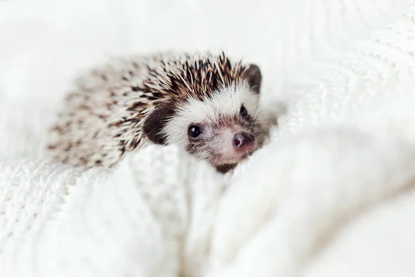 An adorable African white- bellied hedgehog standing on white background. — Stock Photo, Image