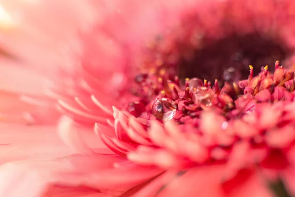 Красива крапля води на пелюстці рожевої квітки гербери крупним планом макрос — стокове фото