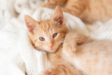 Şirin kırmızı kedi yavrusu örgü örülmüş beyaz battaniyede uyuyor.