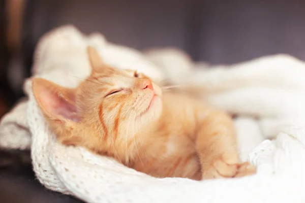A ginger cat sleeps on soft cozy bed with knitted white blanket. soft focus — Stock Photo, Image