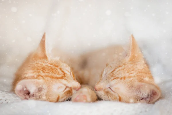 Dos gatitos rojos duermen con sus bozales uno al otro en una manta blanca de punto. presente en casa mascotas, concepto de Navidad. — Foto de Stock