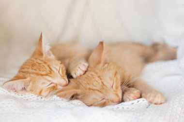 İki kırmızı kedi yavrusu örgü beyaz battaniyenin üzerinde uyur. Ev hayvanları, Noel konsepti.
