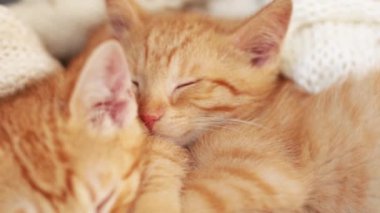 İki kırmızı kedi yavrusu örgü beyaz battaniyenin üzerinde uyur. ev hayvanları,