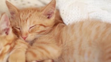 İki kırmızı kedi yavrusu örgü beyaz battaniyenin üzerinde uyur. ev hayvanları,
