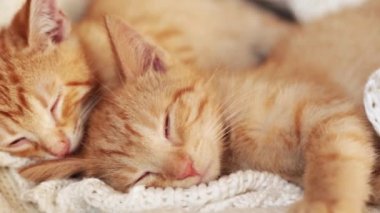 İki kırmızı kedi yavrusu örgü beyaz battaniyenin üzerinde uyur. ev hayvanları,