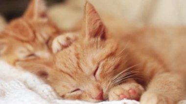 İki kırmızı kedi yavrusu örgü beyaz battaniyenin üzerinde uyur. ev hayvanları,