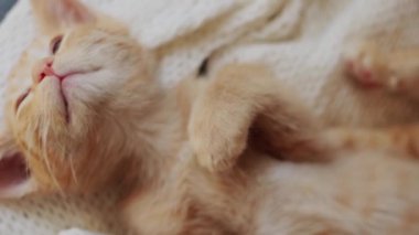 Şirin kırmızı kedi yavrusu örgü örülmüş beyaz battaniyede uyuyor.