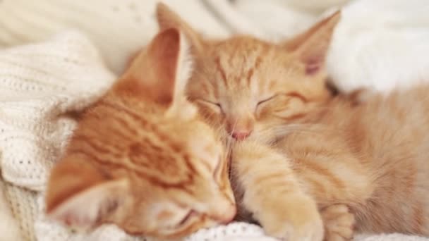 Δύο κόκκινα γατάκια κοιμούνται σε πλεκτή λευκή κουβέρτα. Κατοικίδια ζώα, — Αρχείο Βίντεο