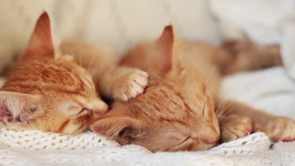 Two red kittens sleep on knitted white blanket. home pets, — Stock Video