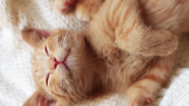 Carino piccolo gattino rosso dorme sulla coperta bianca lavorata a maglia — Video Stock