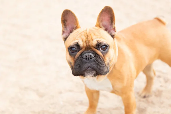 Jovem ruiva bulldog francês close-up correndo na praia de areia no verão e olhando para a câmera com lugar para texto — Fotografia de Stock