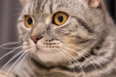 İskoç Düz adı Freddy tarafından