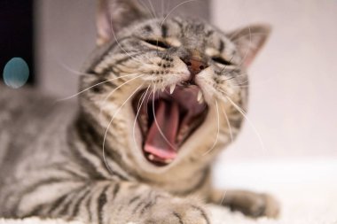 İskoç Düz adı Freddy tarafından