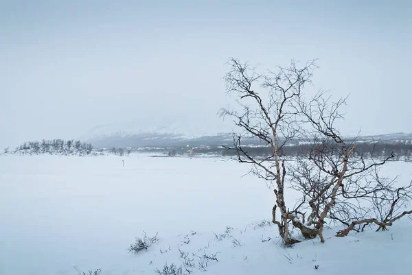 Зимовий пейзаж тундри — стокове фото