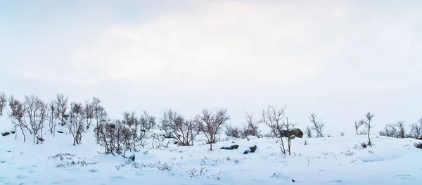 Paisagem de inverno da tundra — Fotografia de Stock