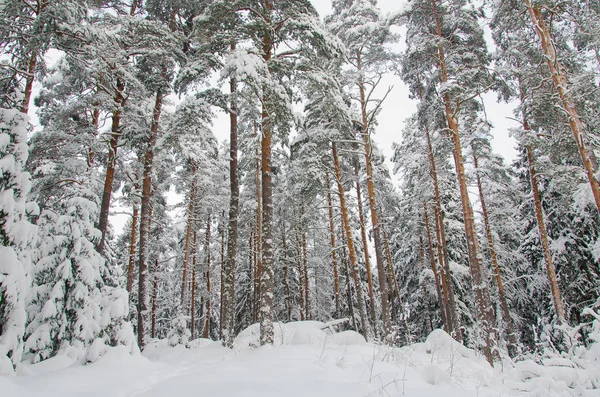 Schöner Winter-Kiefernwald — Stockfoto