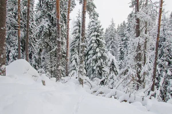 Bela floresta de pinheiros inverno — Fotografia de Stock