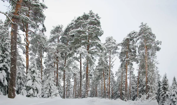 Прекрасний зимовий сосновий ліс — стокове фото