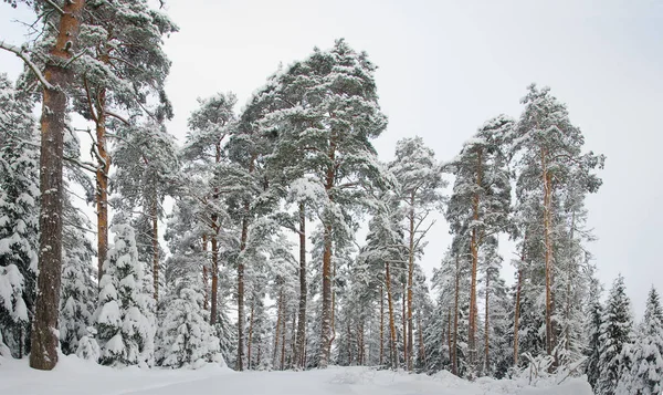 Schöner Winter-Kiefernwald — Stockfoto