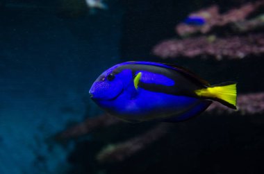 Mercan balık paleti surgeonfish