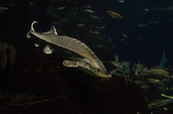 Büyük Atlantik mersin balığı — Stok fotoğraf
