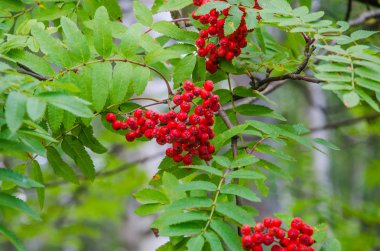 Kırmızı üvez meyveleri