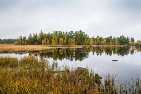 ラドーガ湖の秋の水景 湖岸の紅葉林 — ストック写真