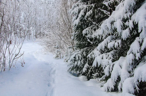 Zimní Les Borovice Jedle Pokryté Sněhem Stezka Mezi Stromy Pokrytá — Stock fotografie