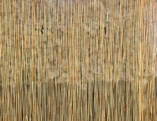 Fond Bambou Vert Texture Clôture Bambou Vert — Photo