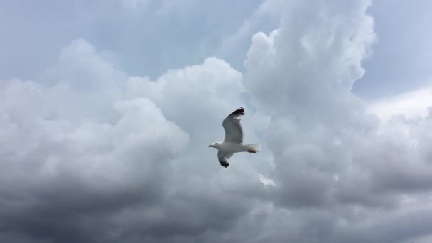 Seagull Flying Blue Sky Background — Stock Video