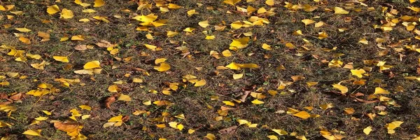 Schöne Goldgelbe Ginkgoblätter Fallen Herbst Auf Grünem Gras — Stockfoto