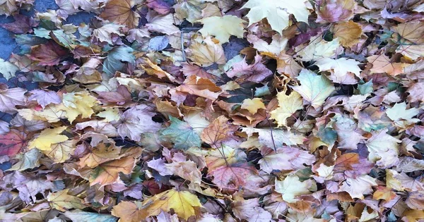 Kleurrijke Herfstbladeren Achtergrond Maple Leaf Textuur Achtergrond — Stockfoto