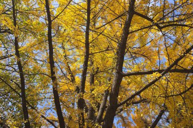 Ginkgo biloba ağacı sarı yaprakları ile sonbahar sezon